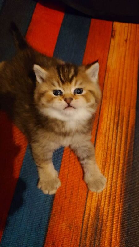 British Shorthair kittens for sale in Stratford, London – 9 weeks old - Image 3 of 3