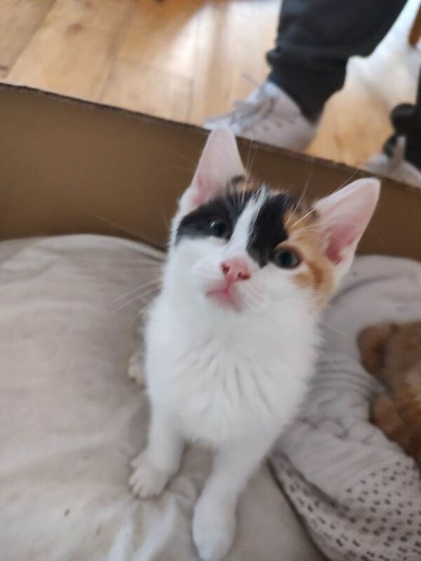 British Shorthair Kittens For Sale