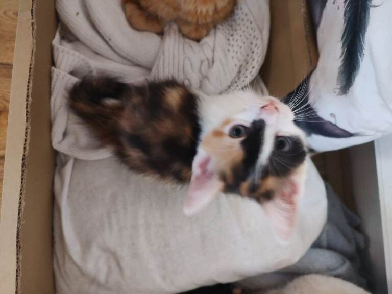 One beautiful female kitten - Image 2 of 6