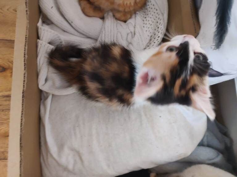 One beautiful female kitten - Image 3 of 6