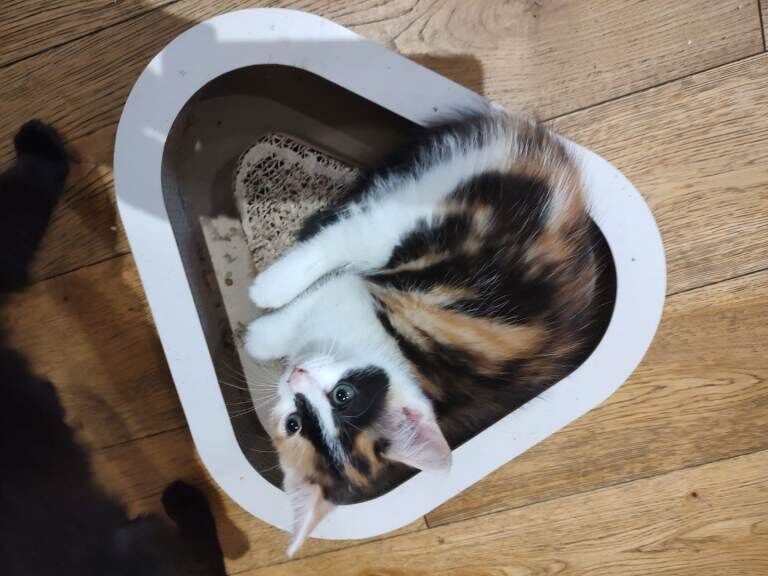 One beautiful female kitten - Image 4 of 6