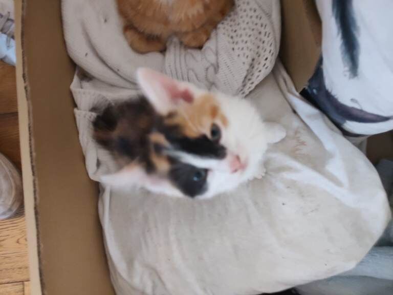 One beautiful female kitten - Image 5 of 6