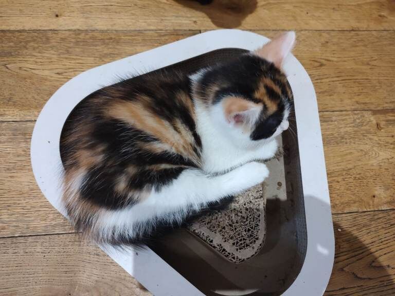 One beautiful female kitten - Image 6 of 6