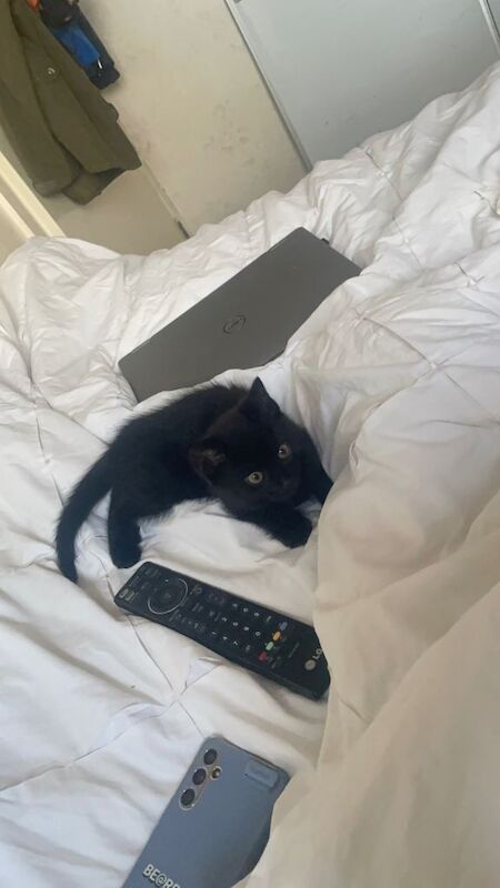 British Shorthair kittens for sale in Reading, Berkshire – 10 weeks old