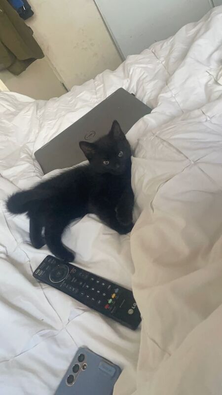 One black male kitten-pending collection - Image 2 of 5