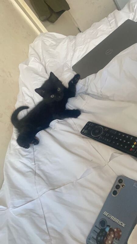 One black male kitten-pending collection - Image 3 of 5