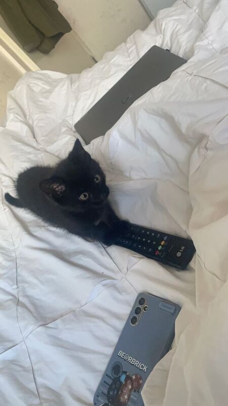 One black male kitten-pending collection - Image 4 of 5