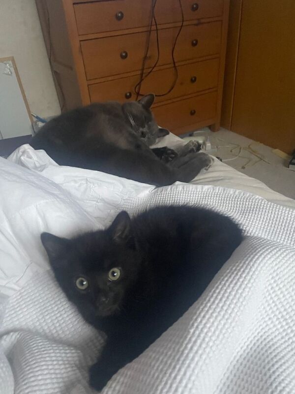 One black male kitten-pending collection - Image 5 of 5