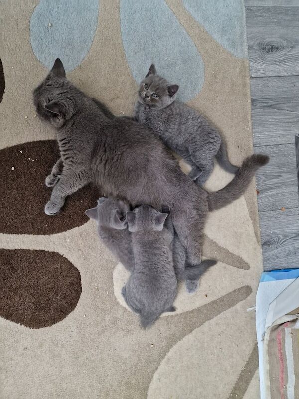 British Shorthair kittens for sale in Derby, Derbyshire – 9 weeks old