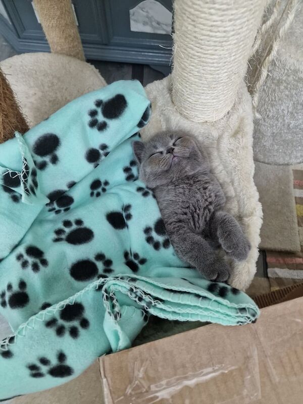 British Shorthair kittens for sale in Derby, Derbyshire – 9 weeks old - Image 2 of 5