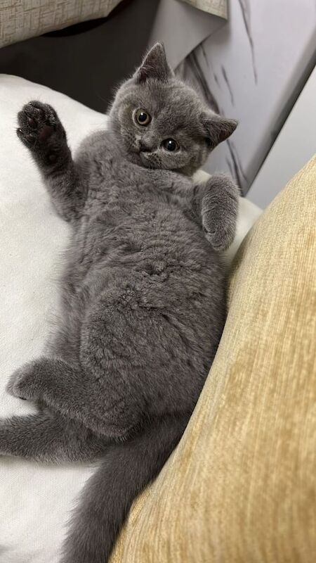 British Shorthair kittens for sale in Derby, Derbyshire – 9 weeks old - Image 3 of 5