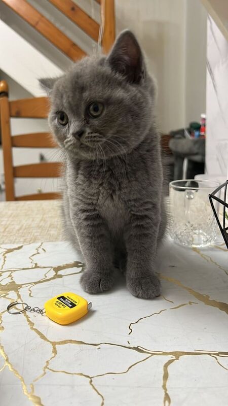 British Shorthair kittens for sale in Derby, Derbyshire – 9 weeks old - Image 4 of 5