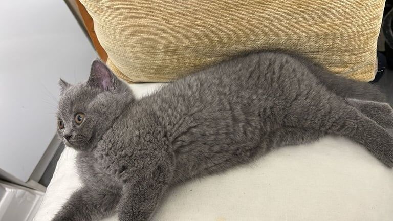 British Shorthair kittens for sale in Derby, Derbyshire – 9 weeks old - Image 5 of 5