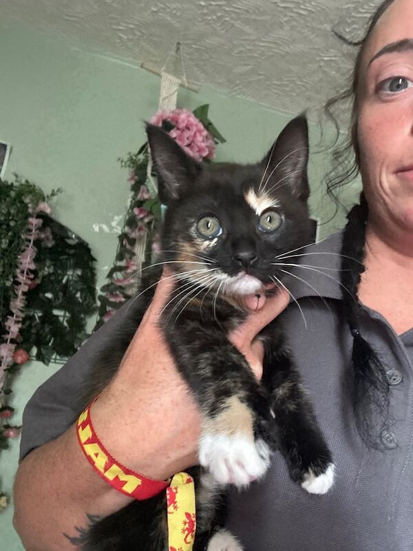 One male and one female kitten for sale in Sandwell, West Midlands