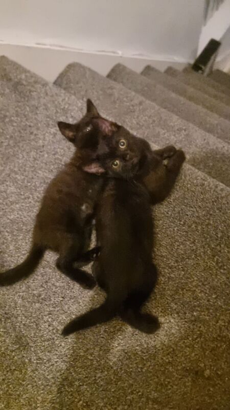 One male one female black kitten