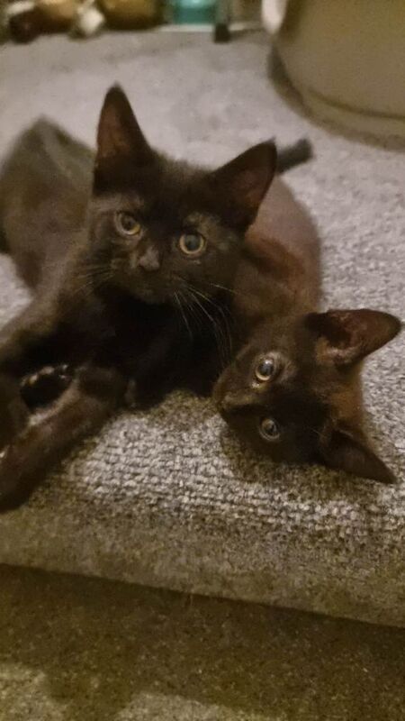 One male one female black kitten - Image 2 of 2