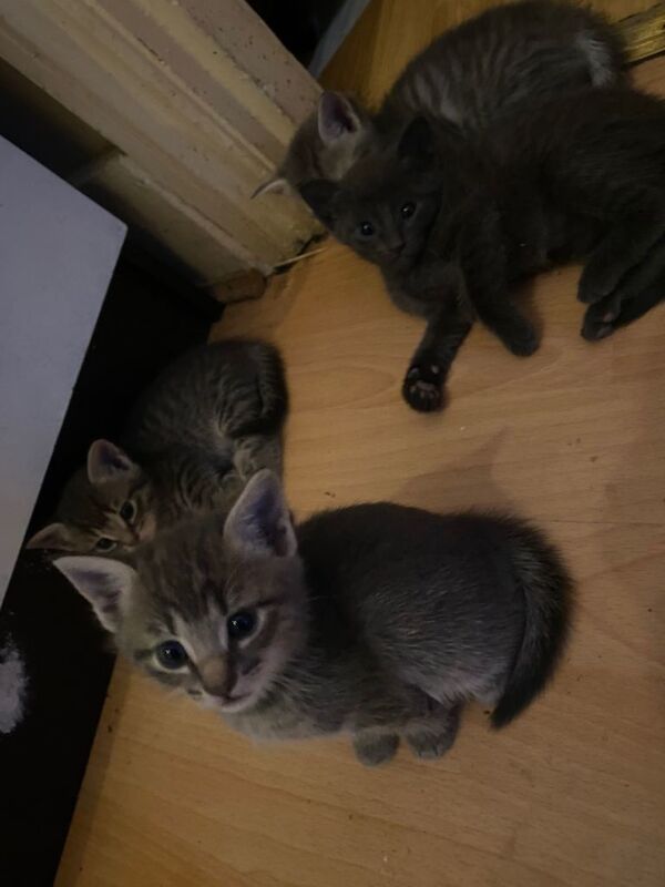 5 mixed breed kittens