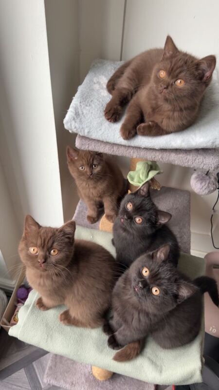 Only 1 left- bsh chocolate kittens