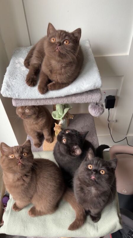 Only 1 left- bsh chocolate kittens - Image 2 of 3