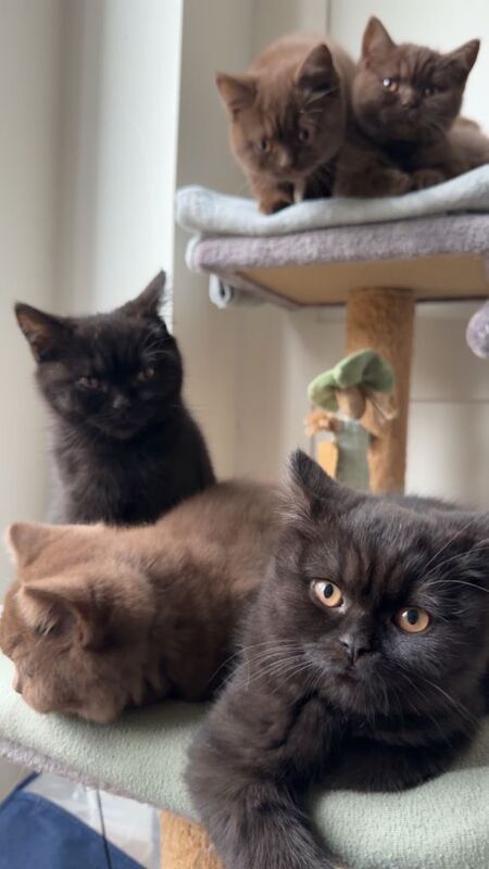 Only 1 left- bsh chocolate kittens - Image 3 of 3