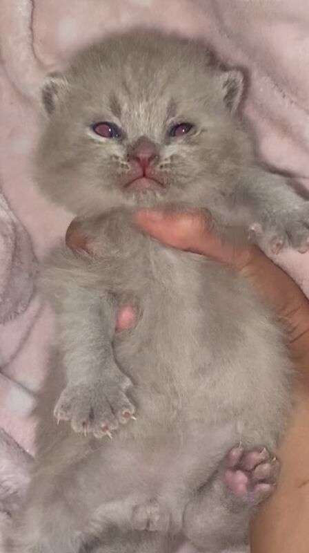 British Shorthair kittens for sale in Bradford, West Yorkshire – 2 weeks old