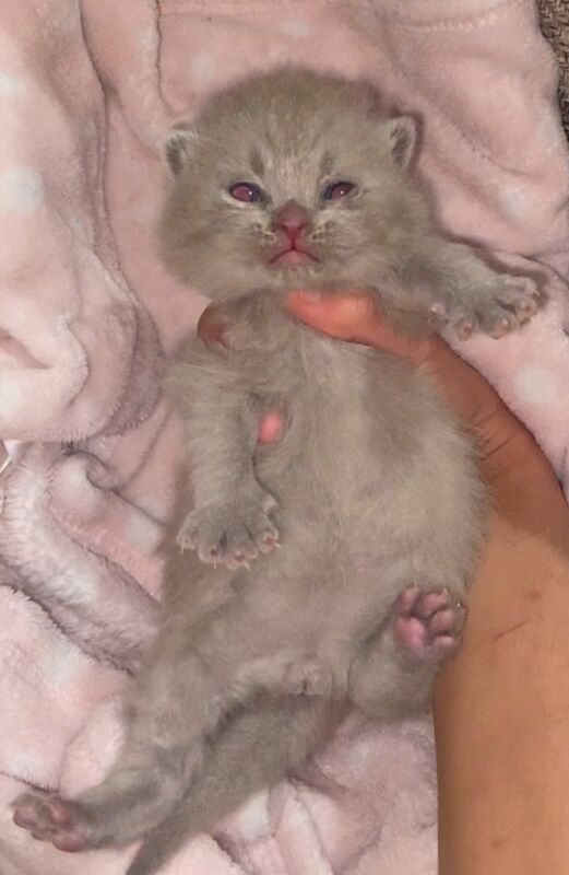 British Shorthair kittens for sale in Bradford, West Yorkshire – 3 weeks old - Image 2 of 4