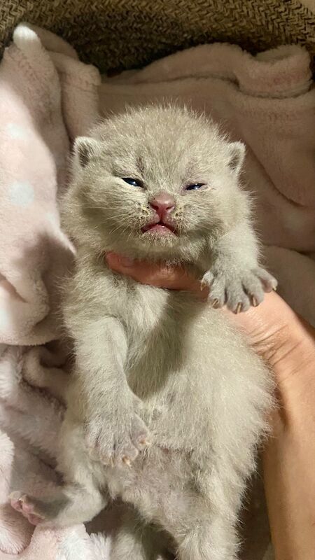 British Shorthair kittens for sale in Bradford, West Yorkshire – 3 weeks old - Image 3 of 4