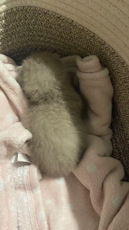 British Shorthair kittens for sale in Bradford, West Yorkshire – 3 weeks old - Image 4 of 4