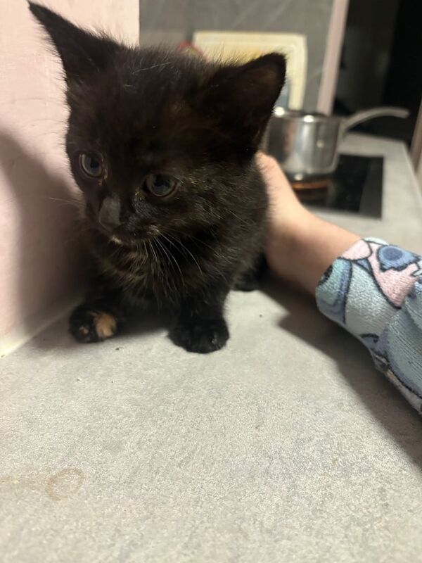 British Shorthair kittens for sale in Kennington, Kent – 9 weeks old