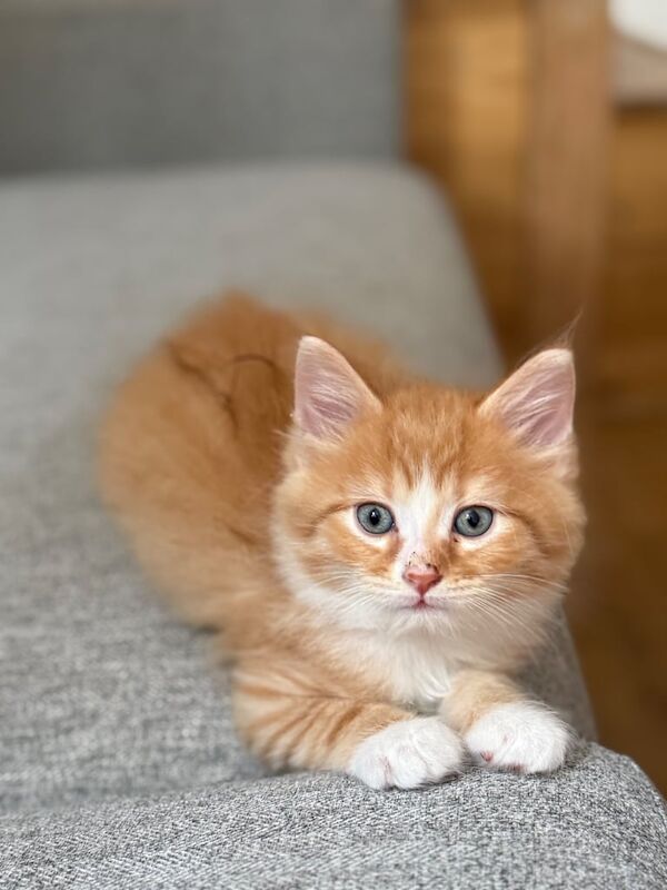 British Shorthair kittens for sale in Kilburn, Greater London – 9 weeks old