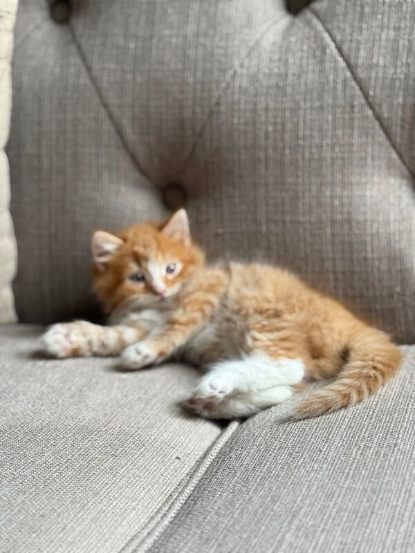 British Shorthair kittens for sale in Kilburn, Greater London – 9 weeks old - Image 2 of 3