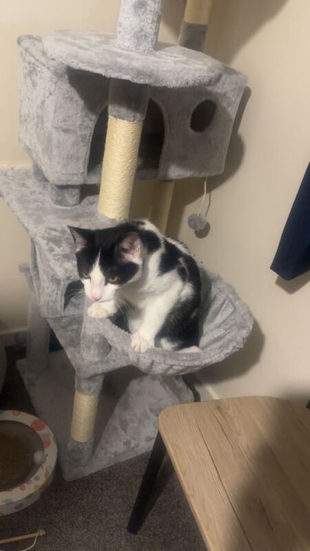 British Shorthair Kittens For Sale