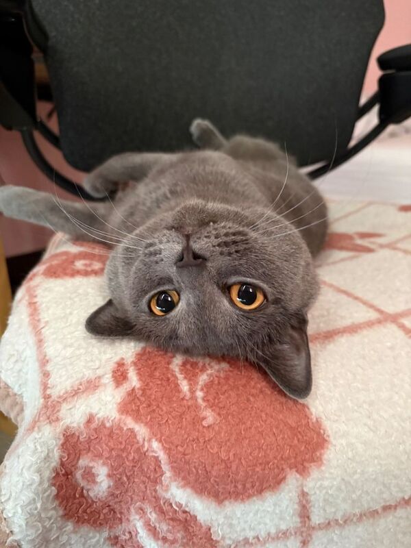 Our beloved Male Cat needs to be rehomed ASAP - Image 2 of 5