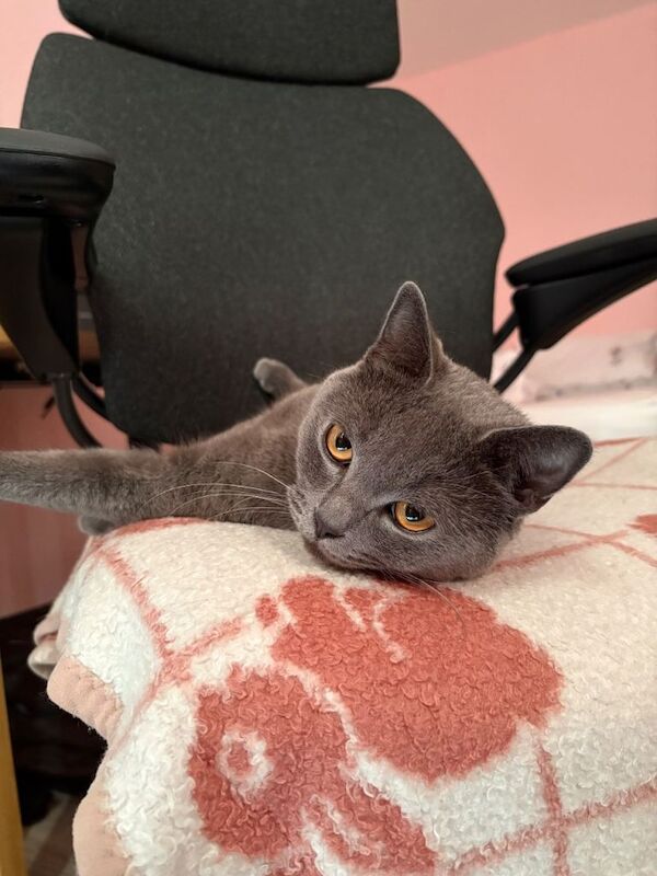 Our beloved Male Cat needs to be rehomed ASAP - Image 3 of 5