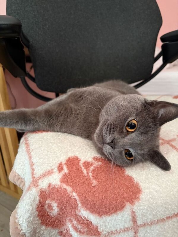 Our beloved Male Cat needs to be rehomed ASAP - Image 4 of 5