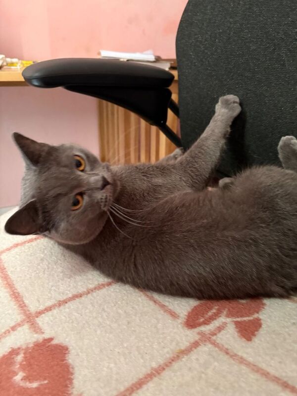 Our beloved Male Cat needs to be rehomed ASAP - Image 5 of 5