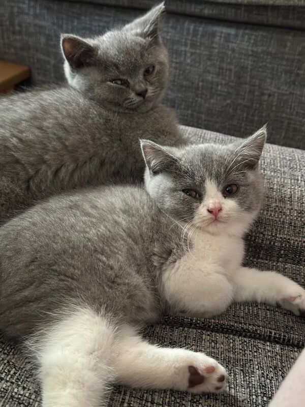 British Shorthair kittens for sale in Loughborough, Leicestershire – 6 months old
