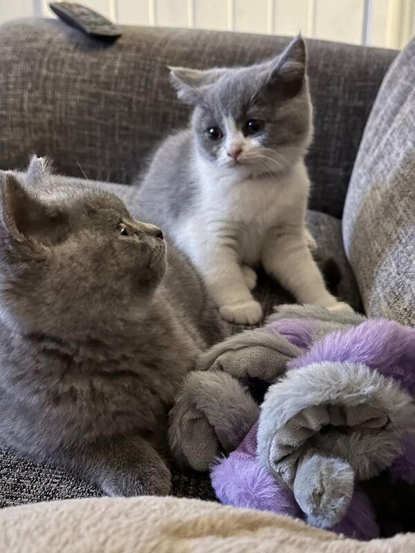 British Shorthair kittens for sale in Loughborough, Leicestershire – 6 months old - Image 2 of 3