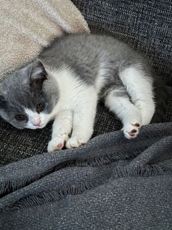 British Shorthair kittens for sale in Loughborough, Leicestershire – 6 months old - Image 3 of 3