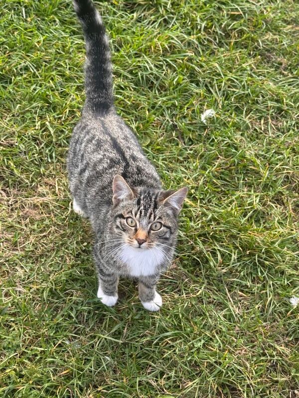 Outdoor Farm Kittens for Rehoming - Image 2 of 4