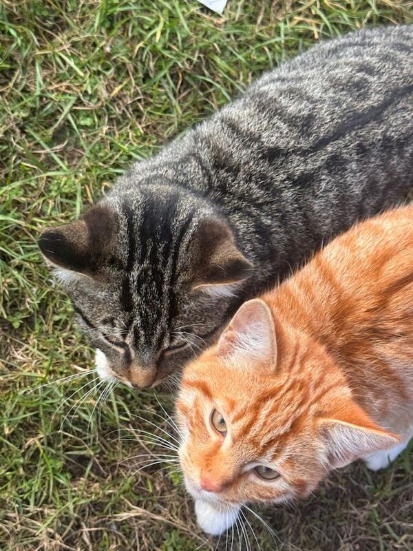 Outdoor Farm Kittens for Rehoming - Image 3 of 4