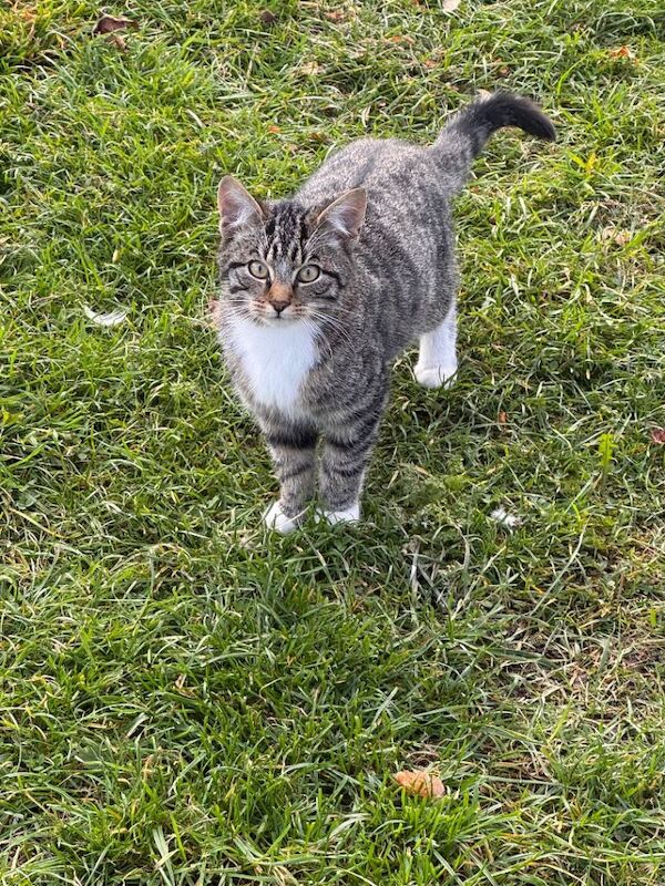 Outdoor Farm Kittens for Rehoming - Image 4 of 4