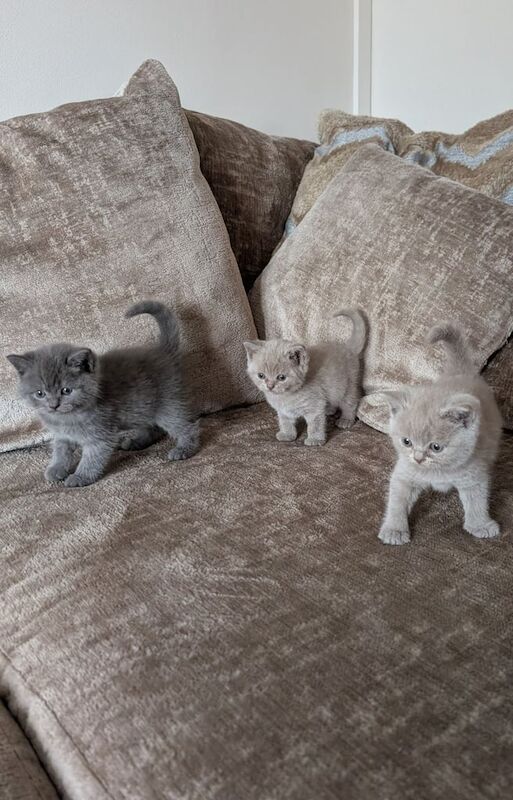 Pedigree British Short Hair Kittens for sale in Abertillery / Abertyleri, Gwent