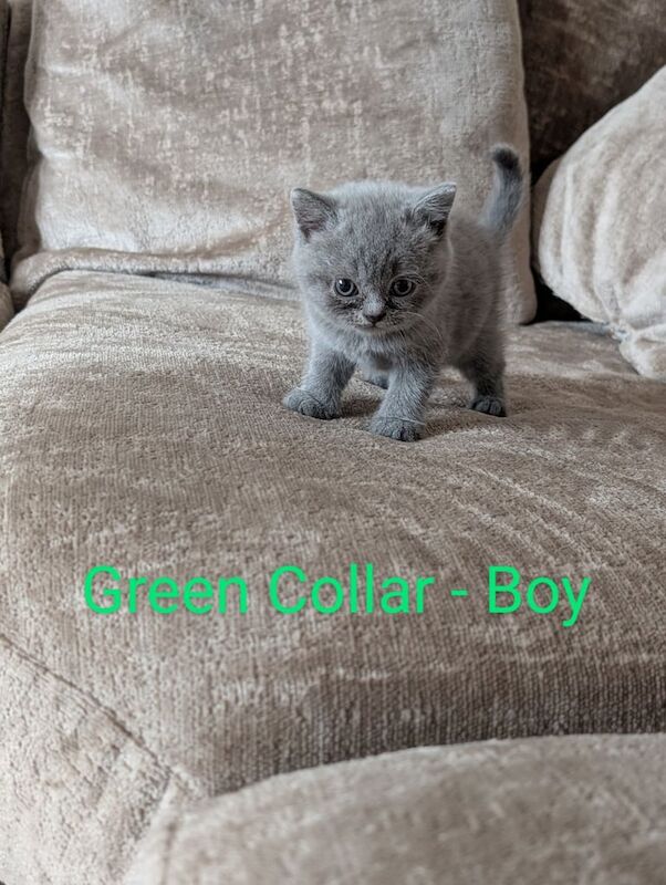 Pedigree British Short Hair Kittens for sale in Abertillery / Abertyleri, Gwent | Image 2