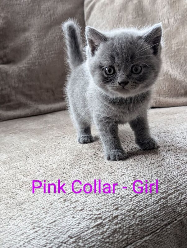 Pedigree British Short Hair Kittens for sale in Abertillery / Abertyleri, Gwent | Image 3