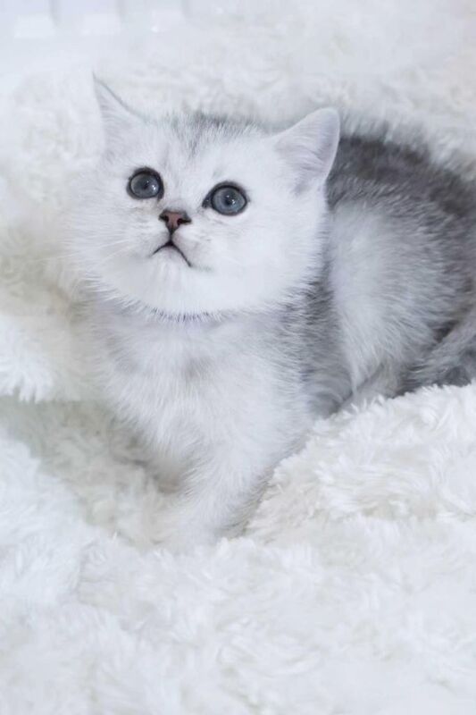 Pedigree British short hair with tica registered