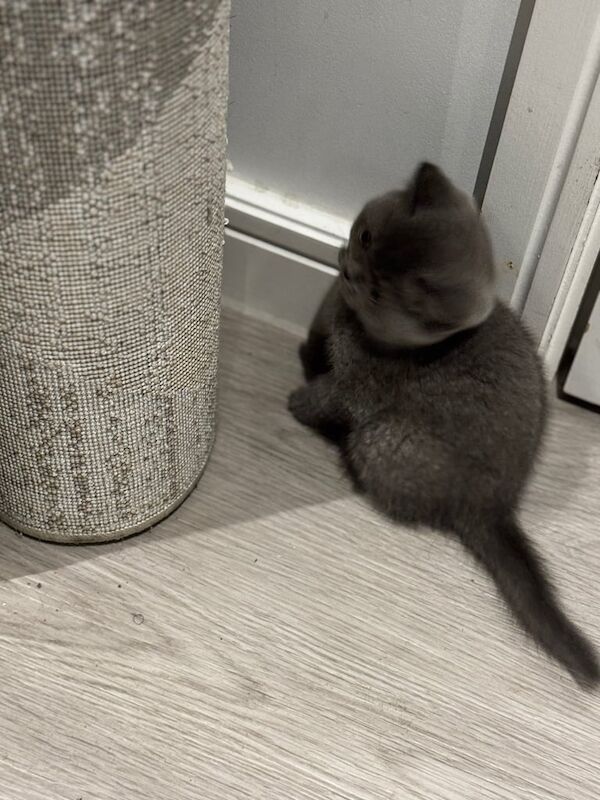 British Shorthair kittens for sale in Romford, Greater London – 8 weeks old - Image 2 of 6