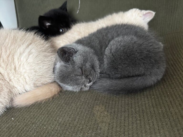 British Shorthair kittens for sale in Romford, Greater London – 8 weeks old - Image 3 of 6