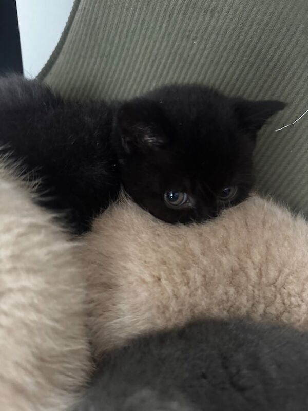 British Shorthair kittens for sale in Romford, Greater London – 8 weeks old - Image 4 of 6