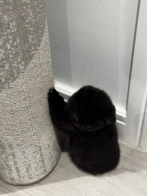 British Shorthair kittens for sale in Romford, Greater London – 8 weeks old - Image 5 of 6